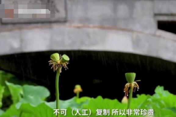 怒了！南京玄武湖并蒂蓮被游客摘下是怎么回事？(圖3)
