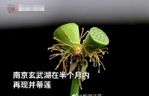 怒了！南京玄武湖并蒂蓮被游客摘下是怎么回事？(圖2)